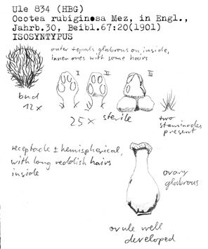 Vorschaubild Ocotea rubiginosa Mez